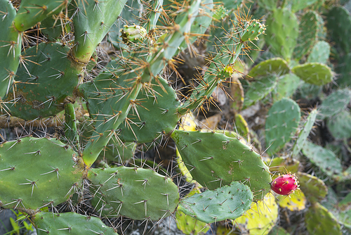 cactus flower on cactus leaf