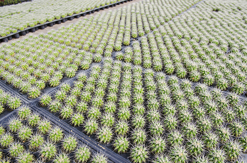 a lot of cactus in farm