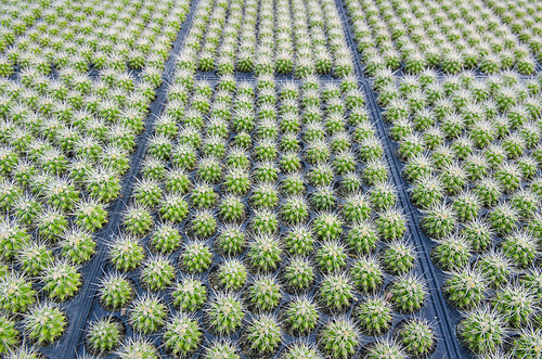 a lot of cactus in farm