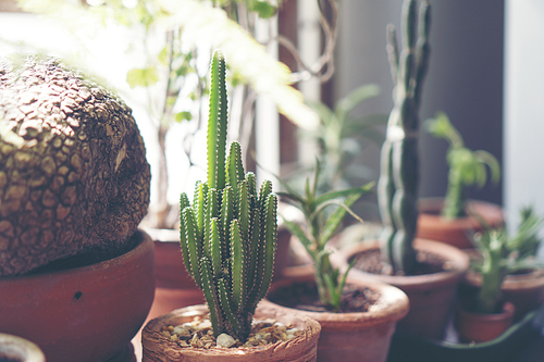 cactus flower pot in cafe, vintage filter image