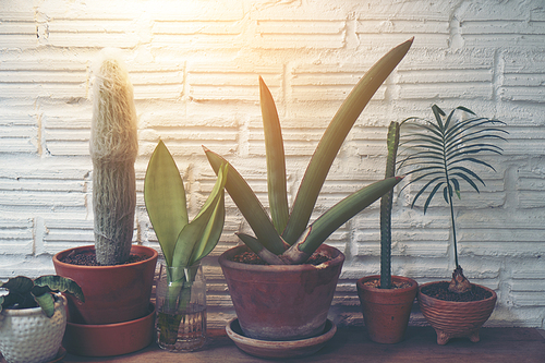 cactus flower pot in cafe, vintage filter image