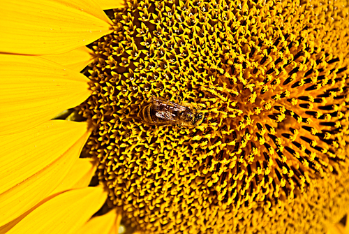 bee on sunflower. Macro