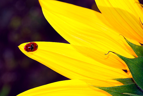 ladybugs on sunflower. close-up