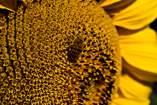 bee on sunflower. Macro