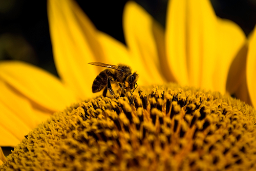 bee on sunflower. macro