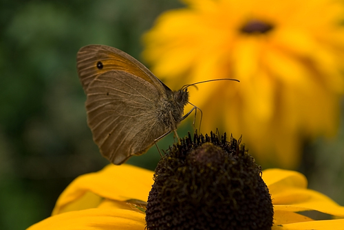 butterfly on rudbekia. close-up