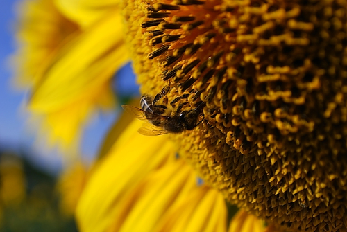 bee on sunflower. summer nature