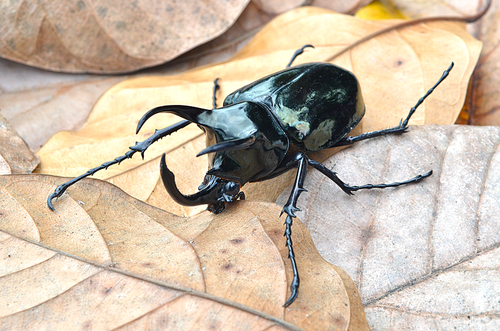 beetle in dry leaf
