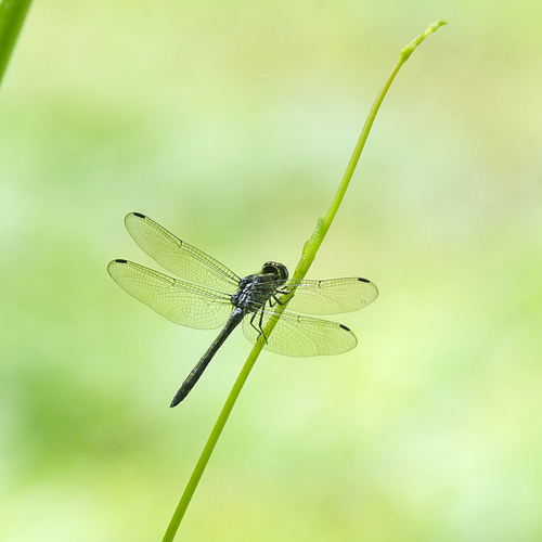 Dragonfly with green field, in nature.