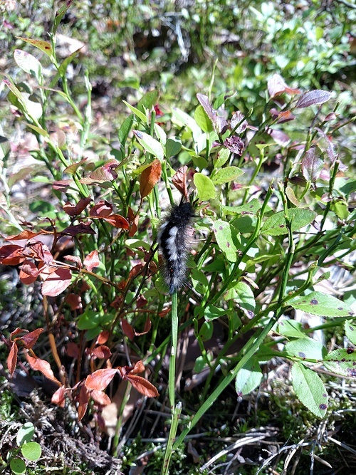 Black and white caterpillar feeding on a bilberries leaf .