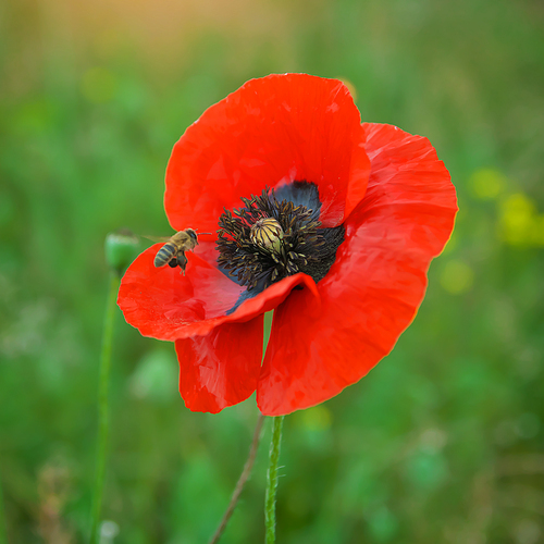 Bee and poppy flower. Nature composition.
