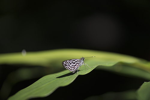 Insect in tropical forest