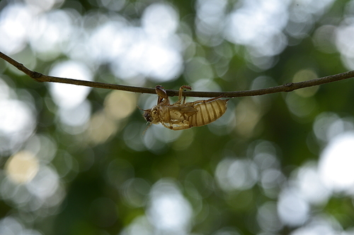 Cicada in the wildlife nature habitat using as a background or wallpaper. Cicada insect stick on tree in tropical forest