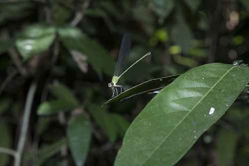 green dragonfly in tropical forest