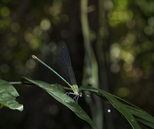 Insect in tropical forest