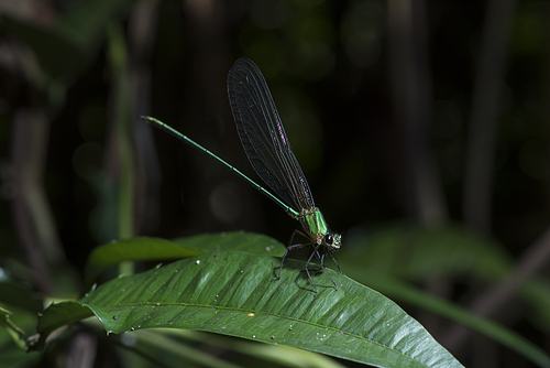 green dragonfly in tropical forest