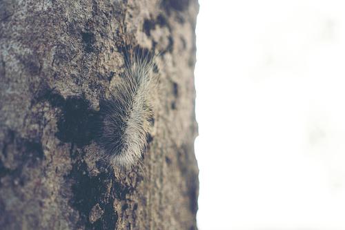 Caterpillar crawling on tree