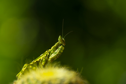 Extreme close up Praying Mantis or Mantis Religiosa, nature background