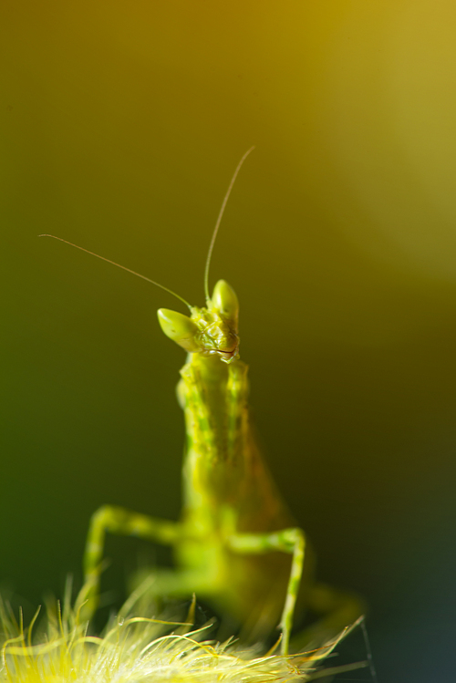 Extreme close up Praying Mantis or Mantis Religiosa, nature background