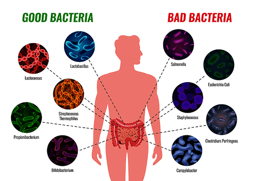 Good and bad bacteria poster with healthcare and treatment symbols flat  vector illustration