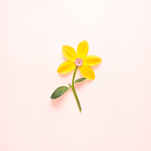 Creative concept still life nature green photo of narcissus flower in bloom with button in the middle on pink background.