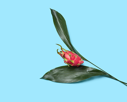 Composition in the form of a red flower from an exotic fruit of pitahaya and green leaves on a blue background with copy space for text. Flat lay