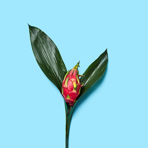 Fresh green leaves and tropical fruit pitahaya in the form of a flower on a blue background with copy space. Flat lay