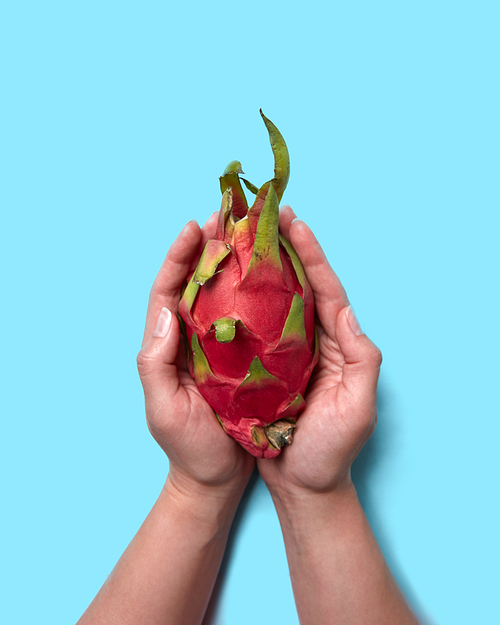 Red exotic fruit pitahaya holding female hands on a blue background with space for text. Flat lay