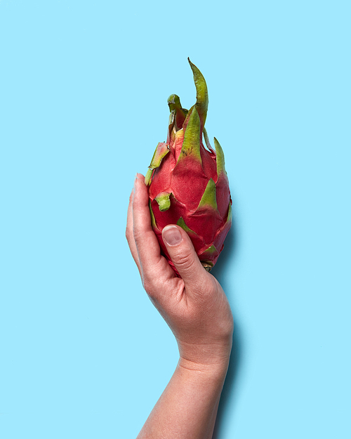 A healthy tropical fruit pitahaya holds the girl's hands on a blue background with space for text. Flat lay