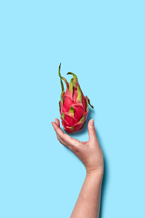 Pitahaya fruit. Woman's hand holds dragon fruit on blue background with space for text. Flat lay
