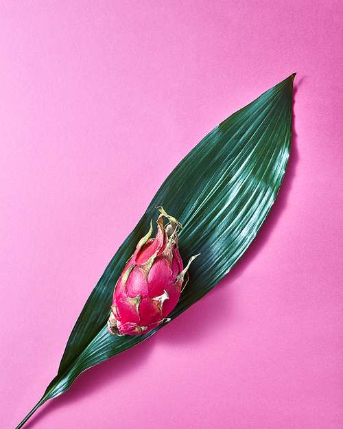 Summer tropical healthy dragon fruits on a green palm leaf on a pink background, top view with copz space