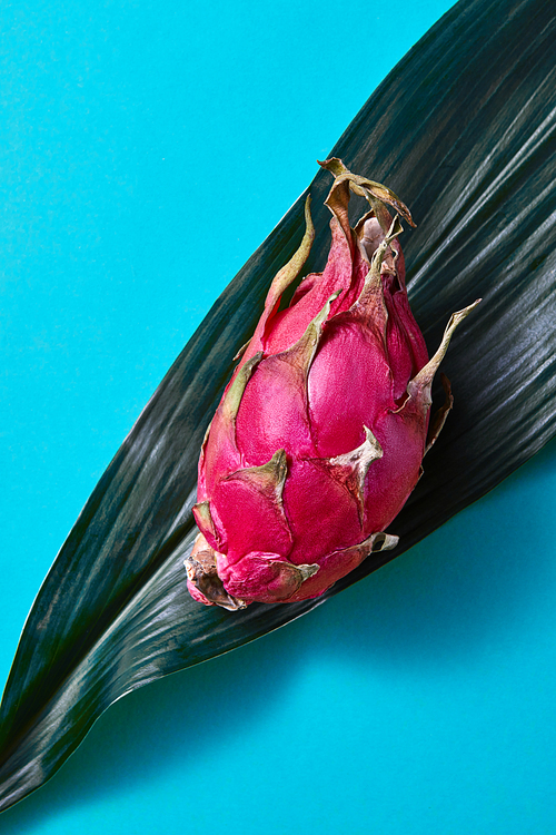 Fresh Asian pink dragon fruit on a green palm leaf on a blue background, top view and copy space. Food concept.