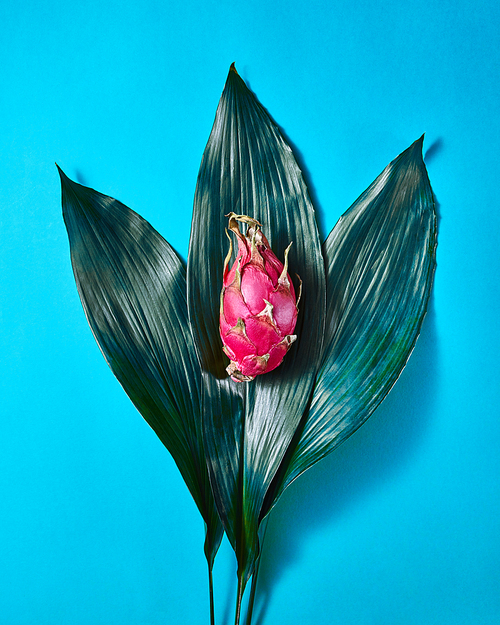 Fresh Asian pink dragon fruit on three green palm leaves on a blue background, top view