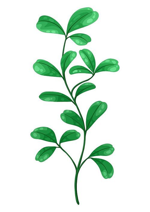Illustration of sprig with green leaves. Decorative natural plant.