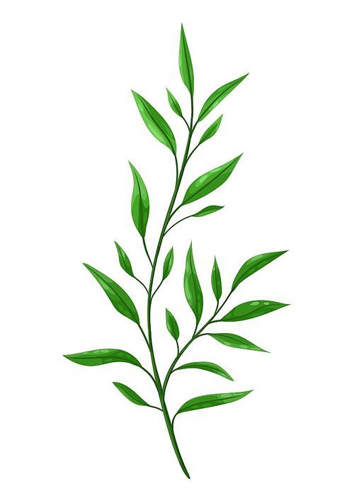 Illustration of sprig with green leaves. Decorative natural plant.