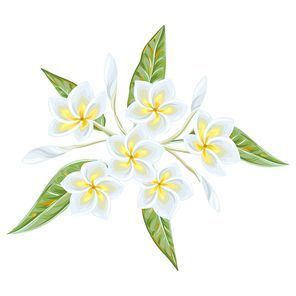 Illustration of tropical plumeria flower. Decorative exotic plant.