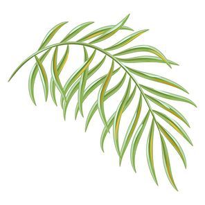 Illustration of tropical coconut palm leaf. Decorative exotic plant.