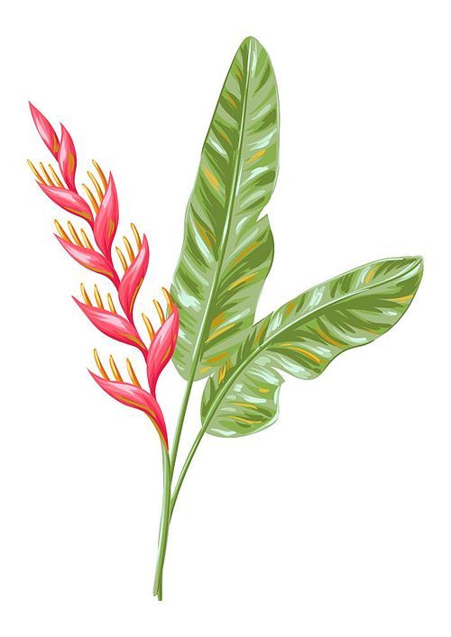 Illustration of tropical heliconia flower. Decorative exotic plant.