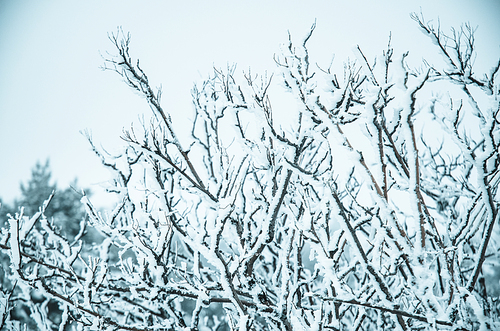 Snow and frost covered pine trees in cold winter time.