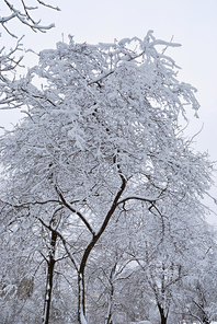 beautiful cold winter landscape. trees in to snow