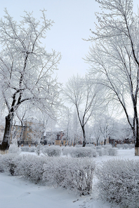 snow-covered trees in city park