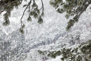 snow-covered landscape in the coniferous forest in the mountains through the branches in hoarfrost