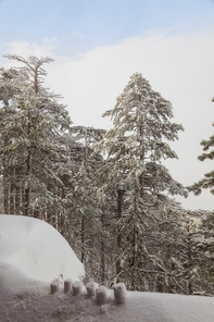 snow-covered landscape. coniferous forest in the mountains