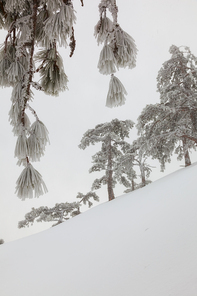 snow-covered landscape in the coniferous forest in the mountains through the branches in hoarfrost