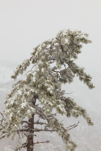snow-covered pine tree in a fog on a background of pine forest in the mountains