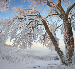 Winter panorama landscape. Composition of nature.