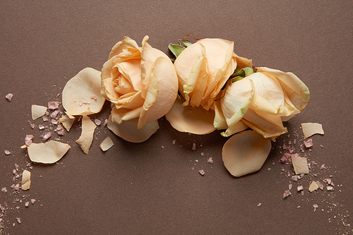 Frame of beige roses on a brown background with place for text, flat lay