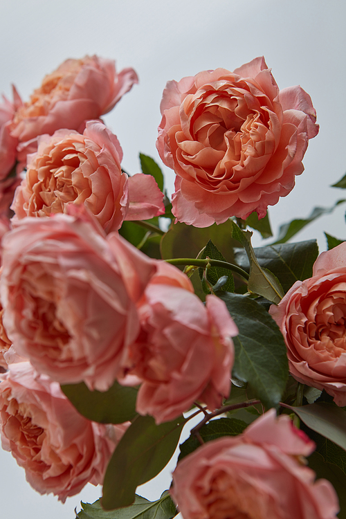 Pink bouquet of elegant fresh roses with green leaves on a gray background close-up. Valentine's Day, Mother's Day.