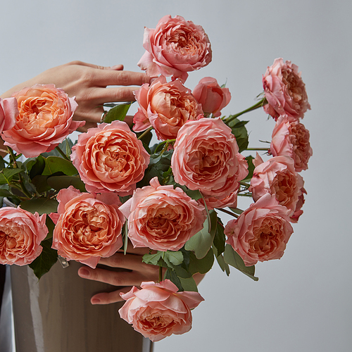 Fresh blooming pink roses in a brown vase. The girl's hands hold a vase of flowers on a gray background. St. Valentine's Day