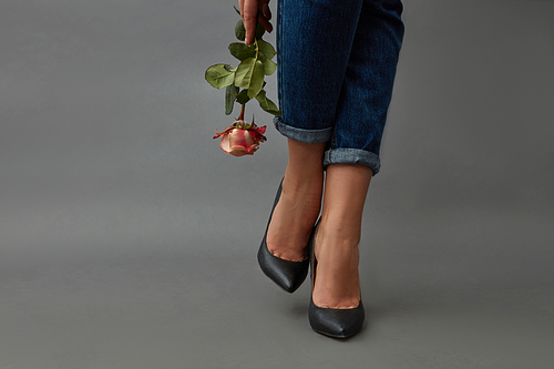In the hand of a stylish girl a pink rose, a girl's legs in jeans and black high-heeled shoes around a dark background with copy space.